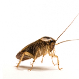 Cockroach Allergy